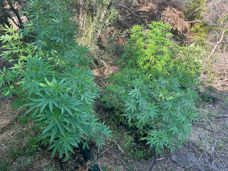 Χαλκιδική: Καλλιεργούσε 29 δενδρύλλια κάνναβης σε εξοχική κατοικία