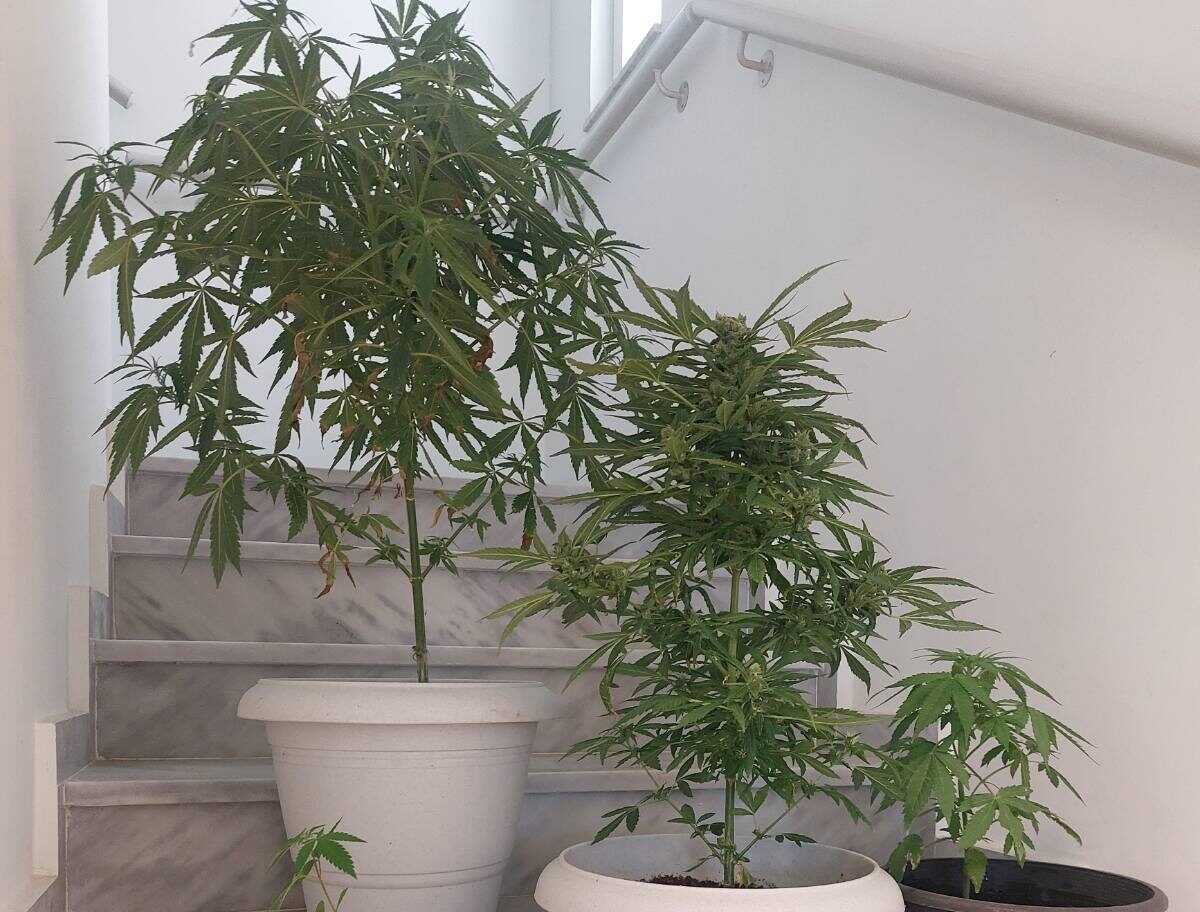 xasis_kissamos_narkotika_kannavi