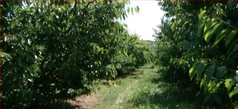 Πέλλα: Σχεδόν ολική η ακαρπία στα κεράσια λόγω παγετού