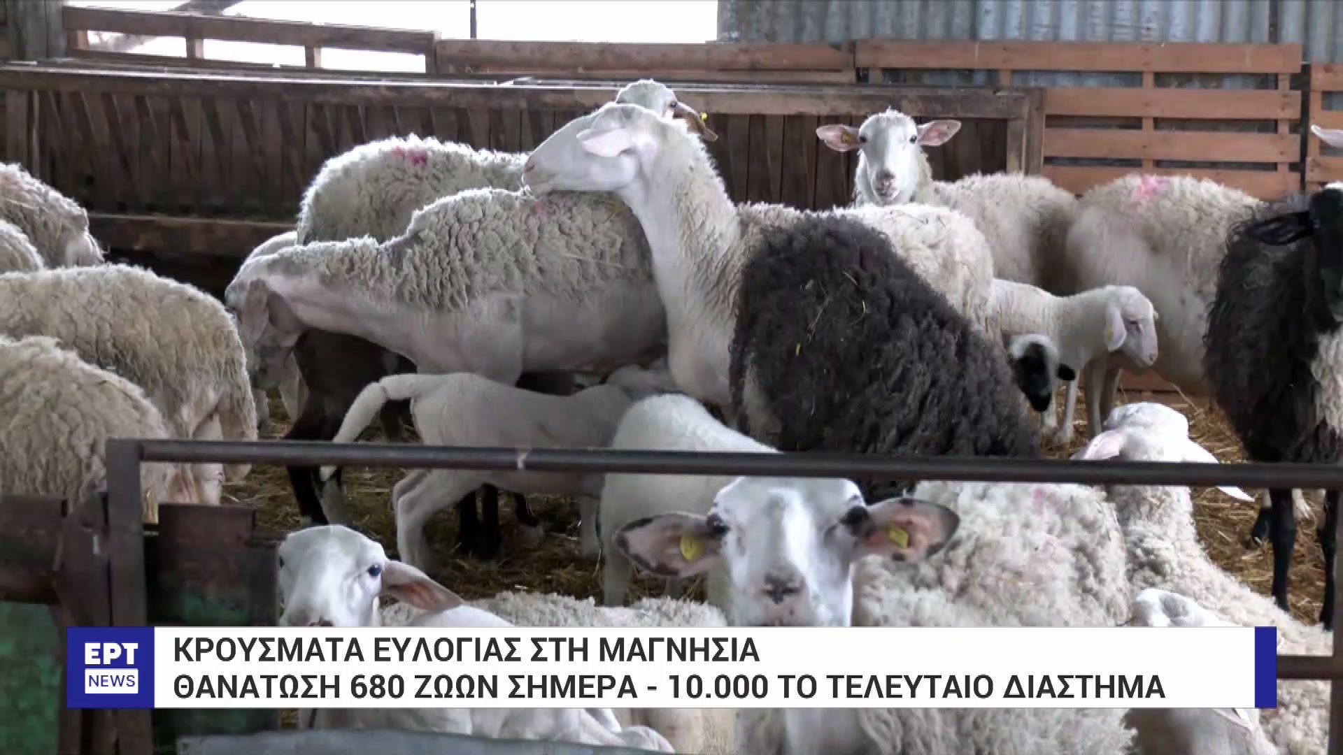 Νέο κρούσμα ευλογίας εντοπίστηκε στον Ριζόμυλο του Δήμου Ρήγα Φεραίου