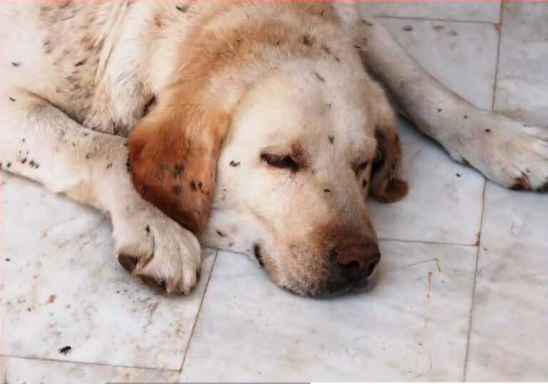 Δωρεάν στειρώσεις αδέσποτων ζώων συντροφιάς στον δήμο Κοζάνης