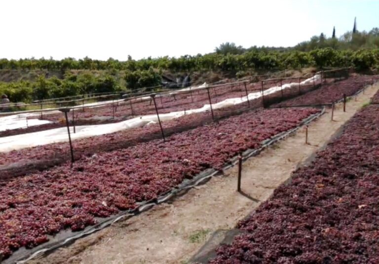 Σταφίδα – Ο μαύρος χρυσός των Κρεστένων