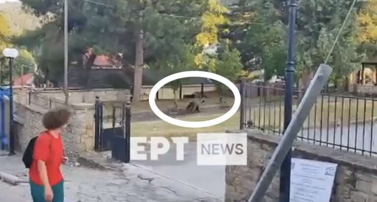 Καστοριά: Αρκούδα εμφανίστηκε σε αυλή σχολείου στο Νεστόριο (βίντεο)