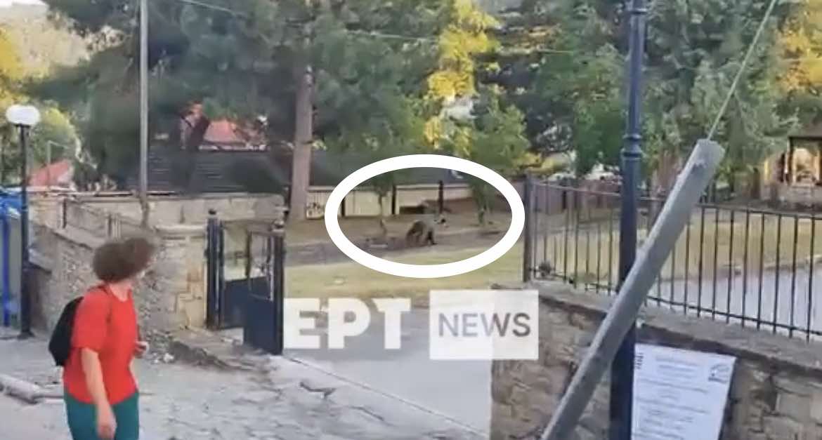 Καστοριά: Αρκούδα εμφανίστηκε σε αυλή σχολείου στο Νεστόριο (βίντεο)