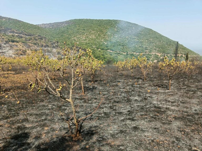 Συνεχίζεται η μάχη με τις αναζωπυρώσεις στον Αετό Μεσσηνίας – Στάχτη η αγροτική παραγωγή – Καταγγελίες για έλλειψη πρόληψης