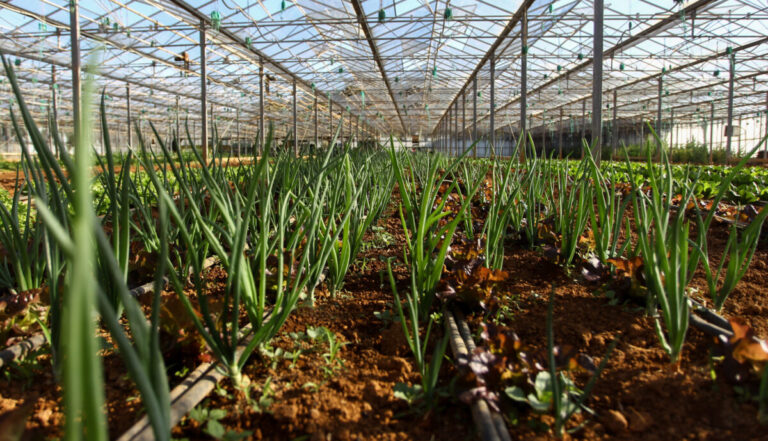 ΥΠΑΑΤ: «Πάγωμα» πληρωμών και εντατικοί έλεγχοι στη βιολογική γεωργία, κτηνοτροφία και μελισσοκομία