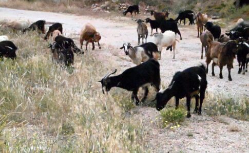 Αλεξανδρούπολη: Στις 23 <em>Μαΐου</em> εκδικάζεται η υπόθεση για το «κλείδωμα» νηπίων σε αποθηκάκι παιδικού σταθμού