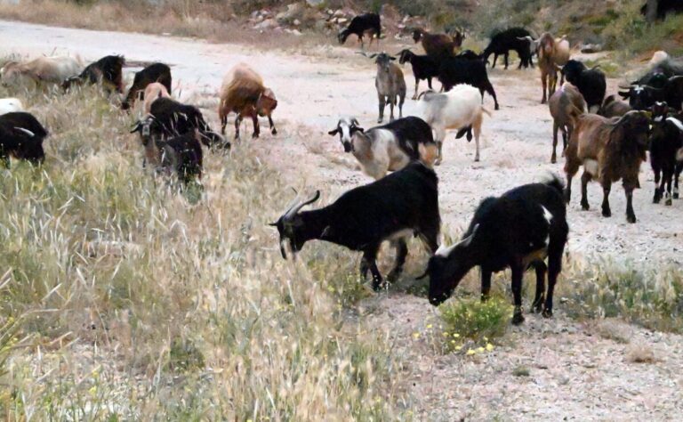 Δίκη για αγροτικές επιδοτήσεις: Συνολικά 13 κατηγορούμενοι – Οι 12 για αιτήσεις με ψευδή στοιχεία