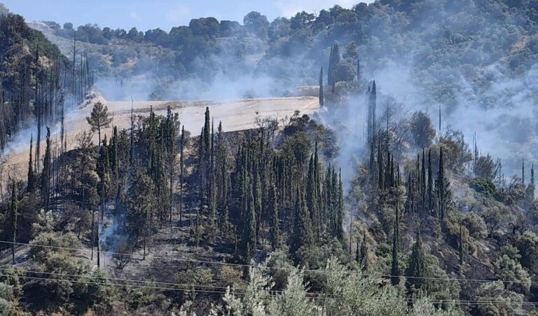 Αχαΐα: Πυρκαγιά στην περιοχή Νερατζιές – Περιορίστηκε άμεσα (βίντεο)
