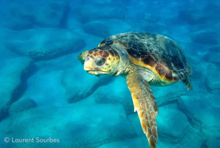 Πάνω από 60 φωλιές Caretta Caretta στο Εθνικό Πάρκο Κοτυχίου-Στροφυλιάς