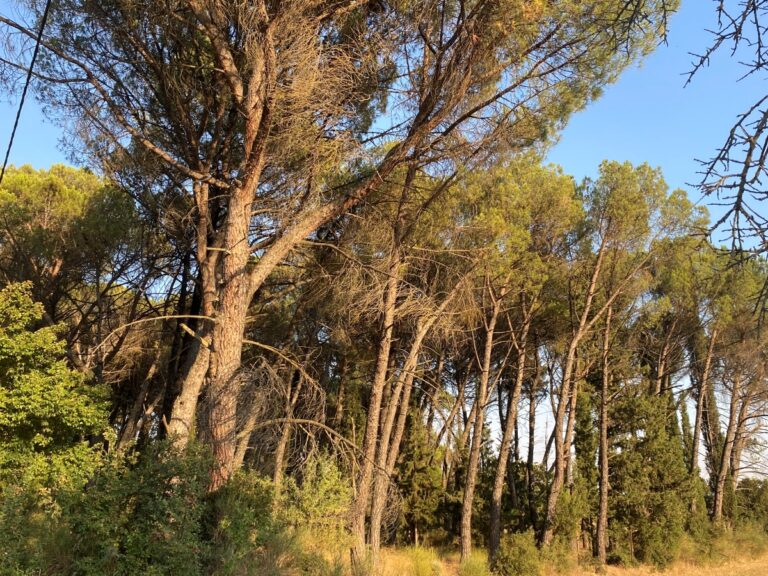 Τρίπολη: Φορείς και πολίτες λένε όχι στο αιολικό πάρκο στην καρδιά του Μαινάλου