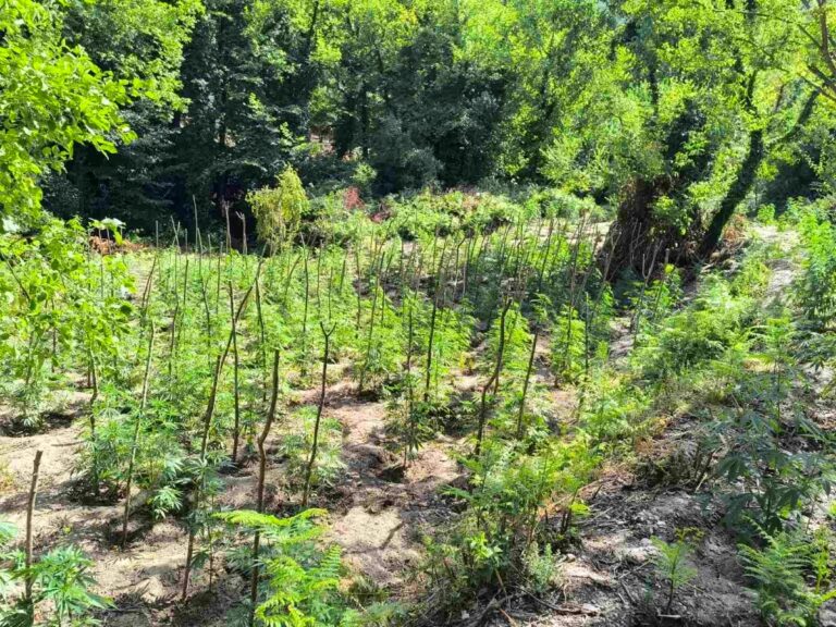 Συνελήφθη 45χρονος καλλιεργητής με κατηγορίες κακουργηματικού χαρακτήρα.