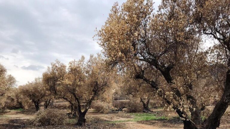 Διαμαρτυρία και ψήφισμα των πυρόπληκτων ελαιοπαραγωγών σήμερα στην Αλεξανδρούπολη