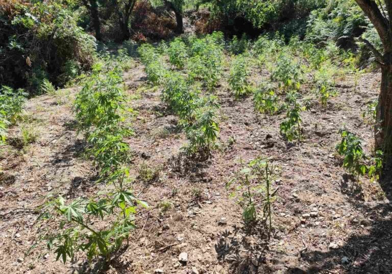 Φυτεία 1.828 δενδρυλλίων κάνναβης εντοπίστηκε στη Λακωνία – Τα κέρδη θα έφταναν τα 3,6 εκατ. ευρώ