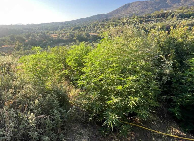 Επιχείρηση της ΕΛΑΣ στον ορεινό Μυλοπόταμο – Εντοπίστηκαν 19 φυτείες κάνναβης – Συνελήφθη 48χρονος