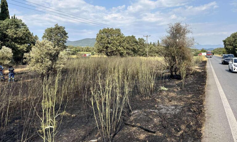 Μεσσηνία: Φωτιά σε αγροτοδασική έκταση στο Κοπανάκι Τριφυλίας – Τέθηκε υπό έλεγχο