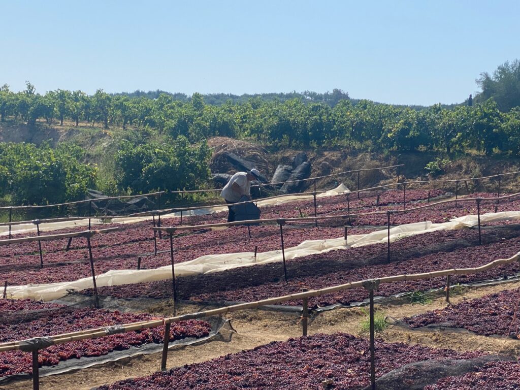 «Μνήμη και Καρπός»: Μια βραδιά αφιερωμένη στη σταφίδα απόψε στην Κορώνη