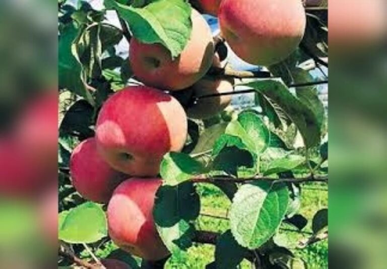 Ο δήμος Τρίπολης ζητά από τον ΕΛΓΑ να ξεκινήσει την καταγραφή και την εκτίμηση των ζημιών στα μήλα Πιλαφά
