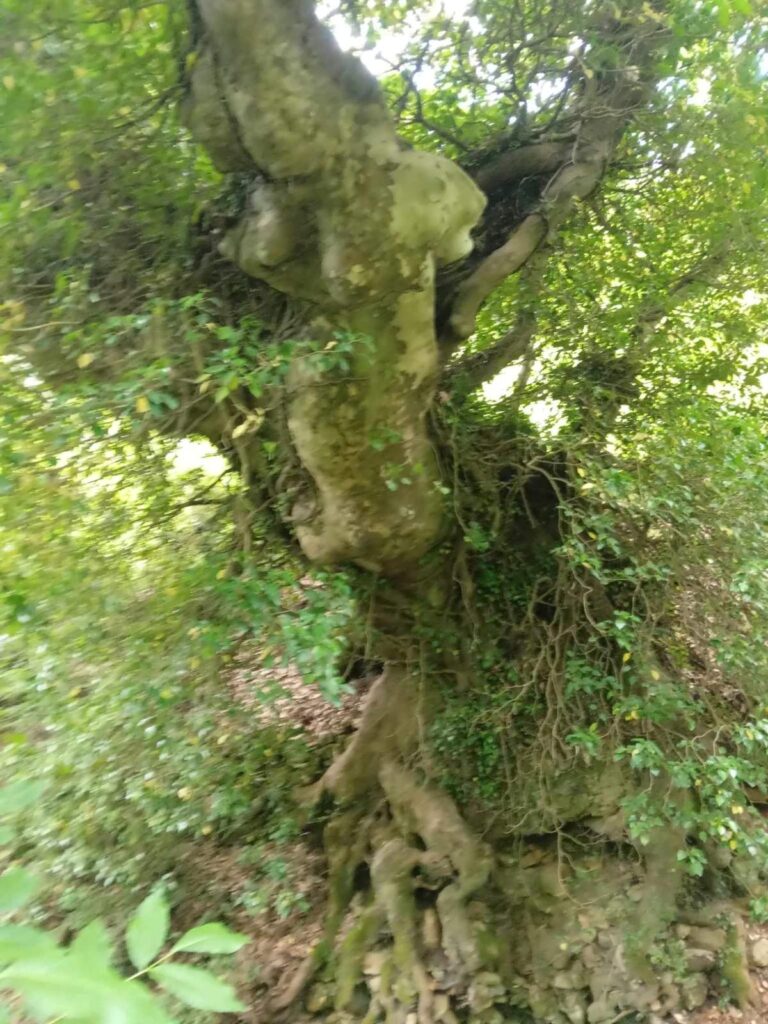 Στο Δίκτυο Αιωνόβιων Δένδρων Ελληνικής Επανάστασης δύο δένδρα της Σίταινας Κυνουρίας