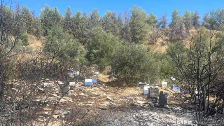 Από μελίσσια ξεκίνησε η φωτιά στην Πανεπιστημιούπολη – Πρόστιμα σε δύο άτομα και στον Πρύτανη του ΕΚΠΑ
