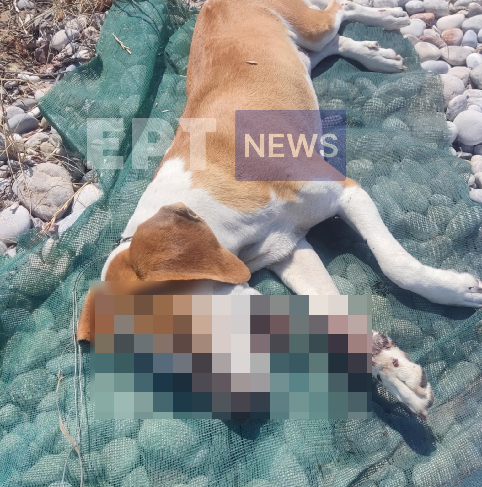 Στην Εισαγγελέα 80χρονος που πυροβόλησε το σκύλο του