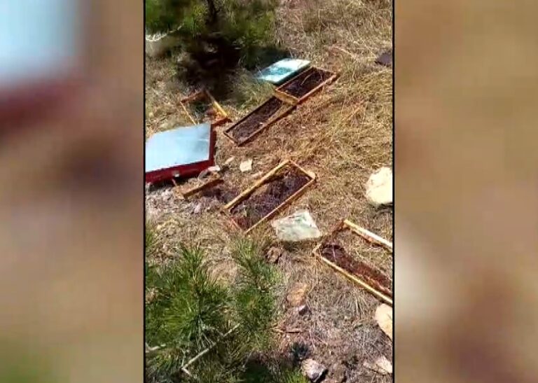 Κοζάνη: Νέα επίθεση αρκούδας σε κυψέλες και μελίσσια- Τα στοιχεία του ΕΛΓΑ για τις ζημιές σε καλλιέργειες και ζωικό κεφάλαιο
