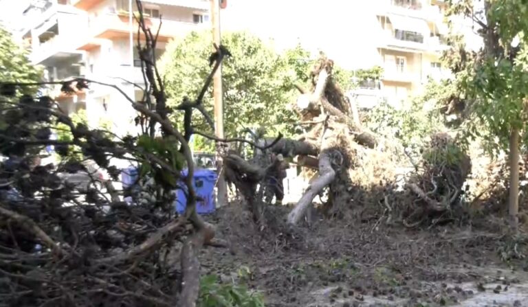 Θεσσαλονίκη: Πτώση δέντρων στο κέντρο της Καλαμαριάς- Ζημιές σε σταθμευμένα οχήματα