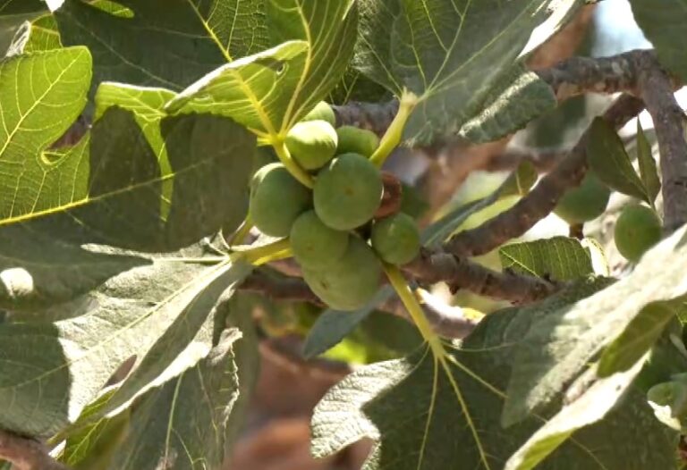 Υψηλής διατροφικής αξίας και μοναδικής γεύσης τα σύκα Καλαμάτας- Διάσημα για την ποιότητά τους