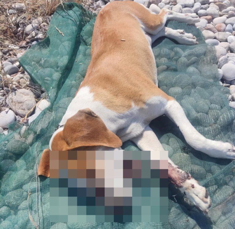 Στην Εισαγγελέα 80χρονος που πυροβόλησε σκύλο