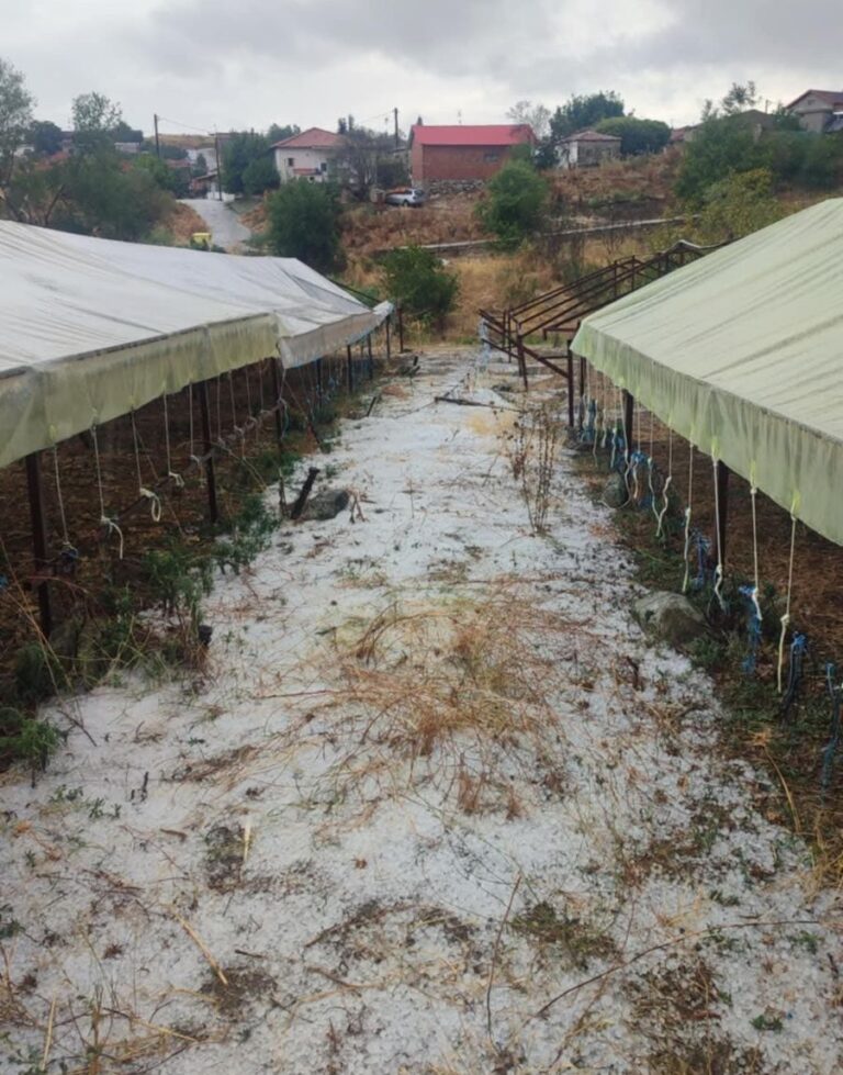 Καλοκαιρινό μπουρίνι και χαλαζόπτωση “σάρωσαν” τις καπνοκαλλιέργειες σε Φλάμπουρο  και Ολυμπιάδα Ελασσόνας