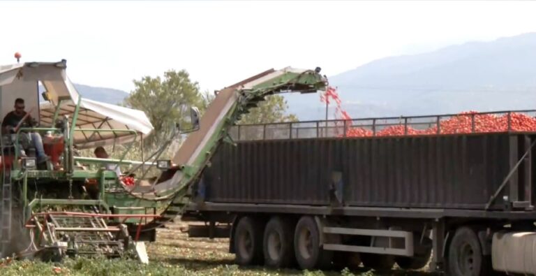 Ξεκίνησε η συγκομιδή της βιομηχανικής ντομάτας