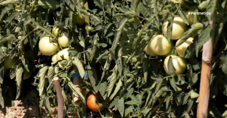 Η ντομάτα της Σπηλιάς Κισσάβου