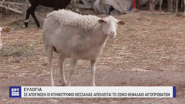 Στήριξη και αποζημιώσεις ζητά ο Βασίλης Κόκκαλης για τους παραγωγούς χορτονομών και ζωοτροφών