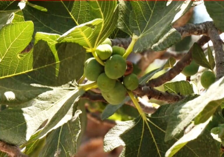 Τα σύκα του Ταξιάρχη στην βόρειο Εύβοια