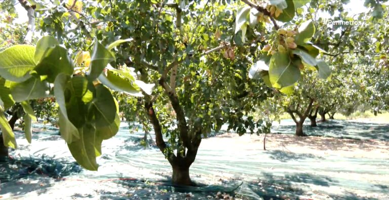 Σέρρες: Γιορτή φυστικιού