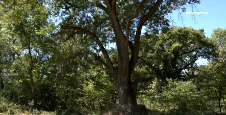 Τα «χίλια δέντρα ξαναγεννιούνται» στις Μουριές Κιλκίς