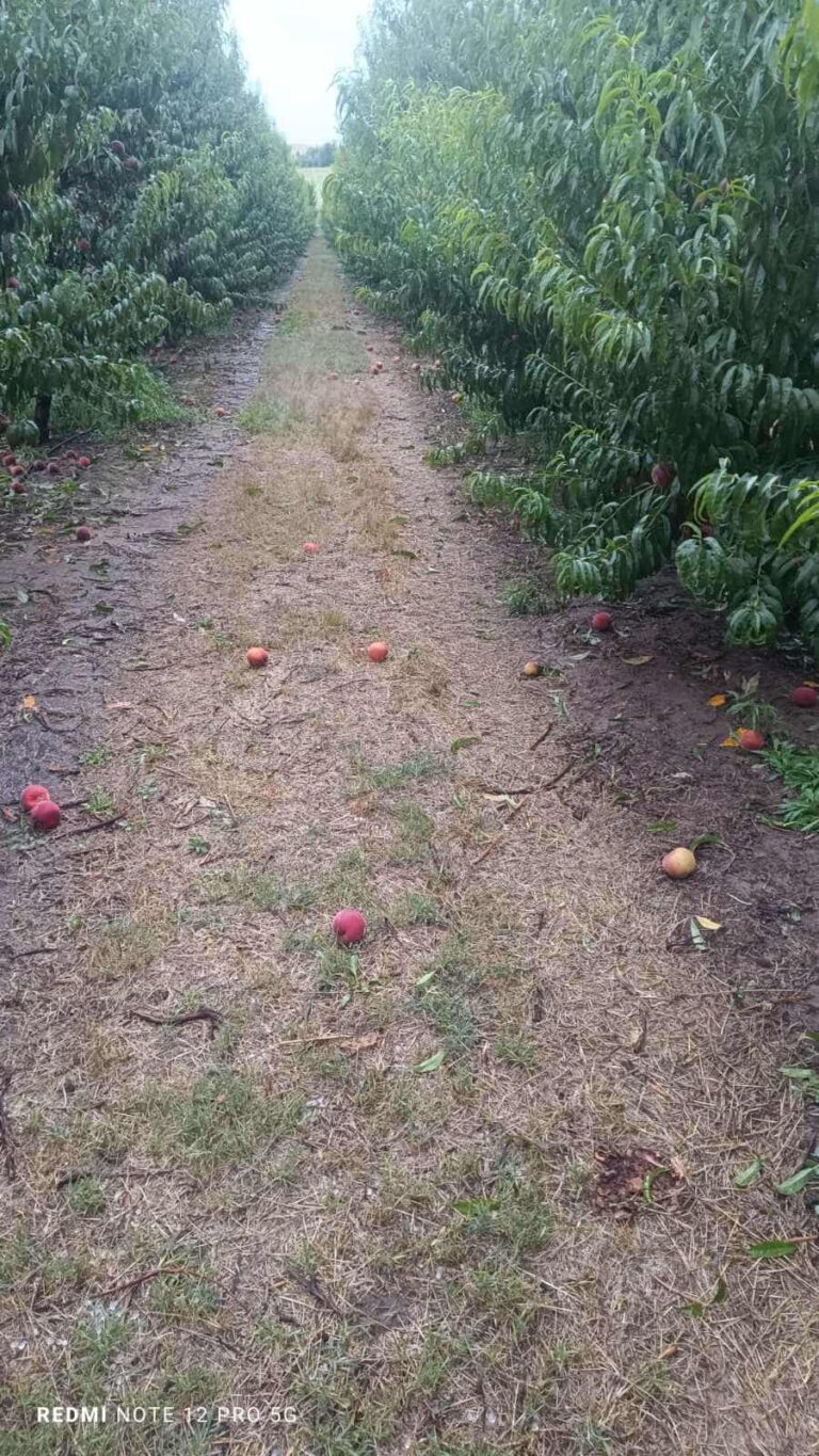 Ζημιές στις καλλιέργειες άφησε πίσω της η έντονη χαλαζόπτωση στο Αμύνταιο