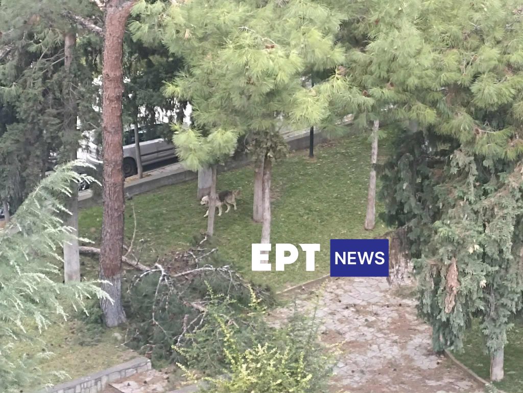 Γρεβενά – Κοζάνη: Χωρίς ρεύμα λόγω των ισχυρών ανέμων πολλά χωριά – Οριοθετήθηκαν οι φωτιές