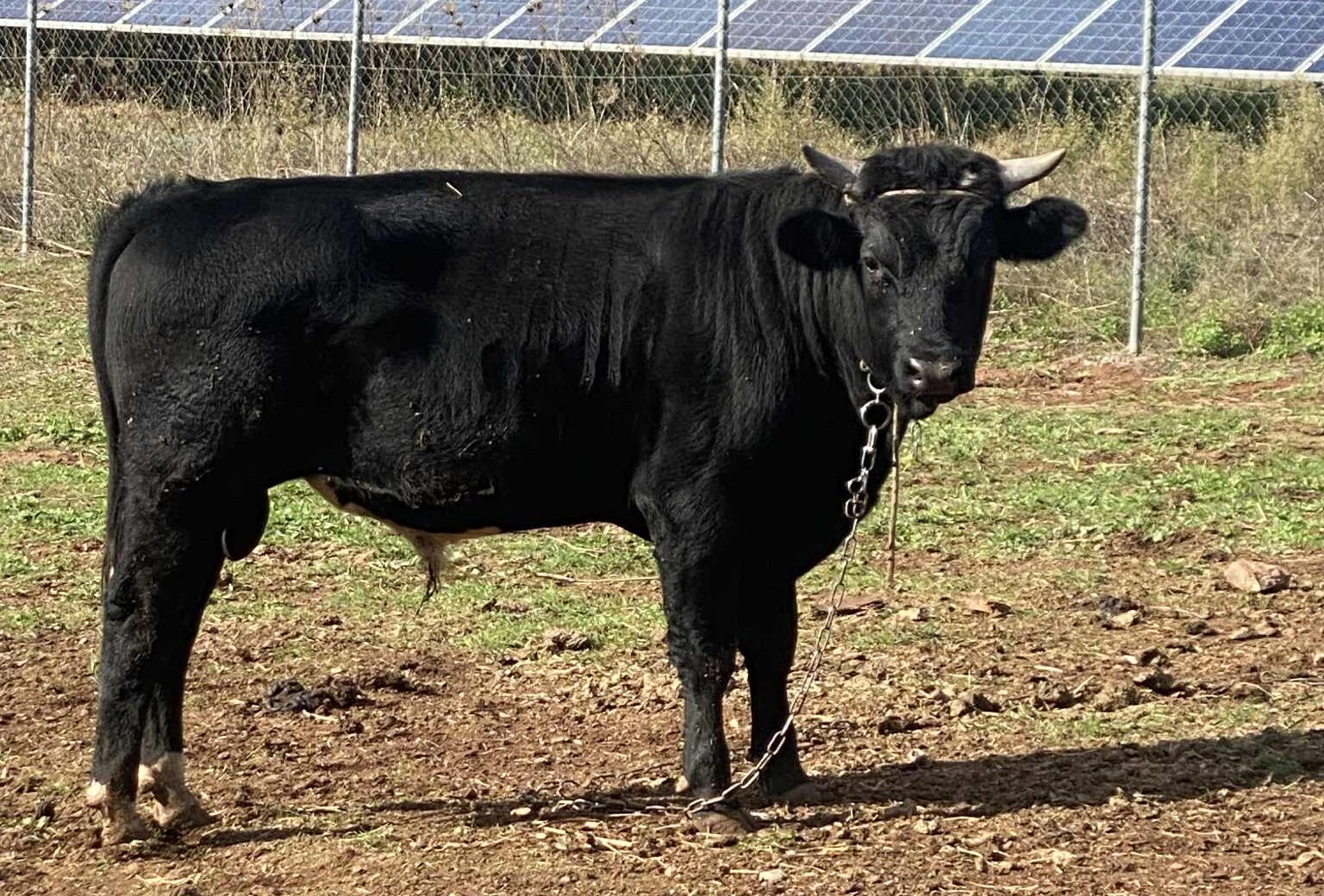 Tουλάχιστον 58 αγελάδες πέθαναν και 140 γέννησαν πάνω σε ένα πλοίο που τις μετέφερε στην Τουρκία