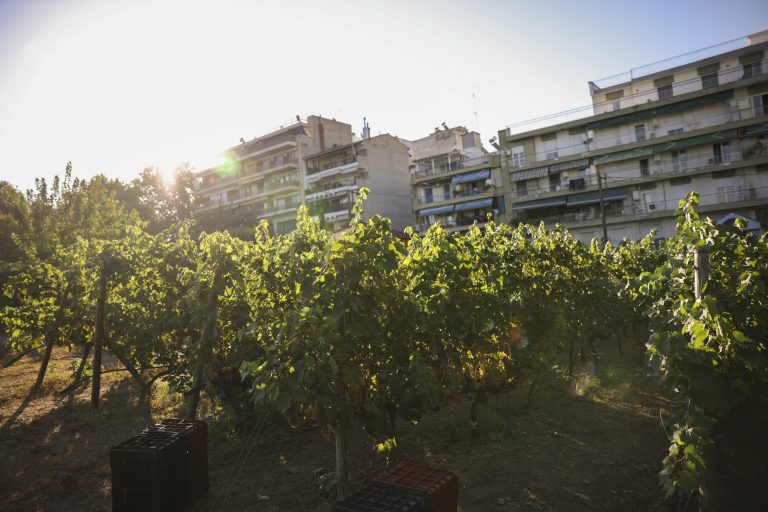 Ξεκίνησε ο τρύγος στον αστικό αμπελώνα του δήμου Θεσσαλονίκης– Αναμένεται πολύ καλή σοδειά