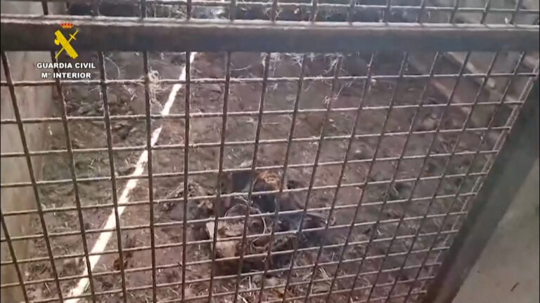 Νεκρά 32 σκυλιά που είχαν εγκαταλειφθεί χωρίς τροφή και νερό σε αγρόκτημα στην Ισπανία