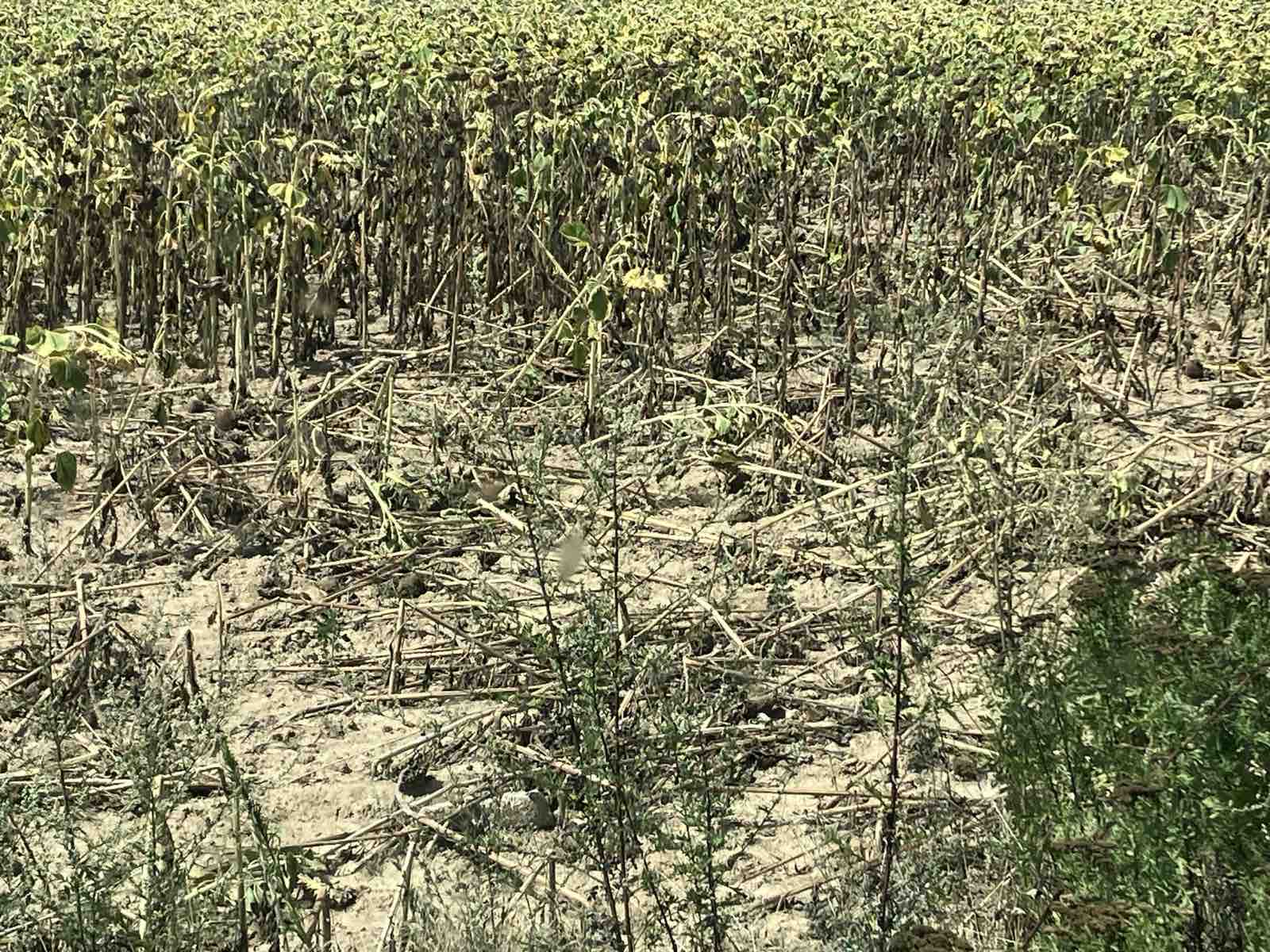 Εορδαία: Kαταστροφικές επιδρομές αγριόχοιρων στις καλλιέργειες καλαμποκιού στην Αναρραχη  