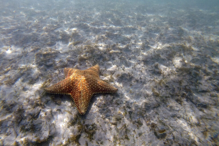 Οι επιστήμονες λύνουν το μυστήριο του τι σκότωσε περισσότερο από 5 δισεκατομμύρια αστερίες.