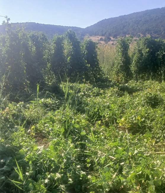 Πρέσπα: Ζημιές σε καλλιέργειες φασολιών από αρκούδα