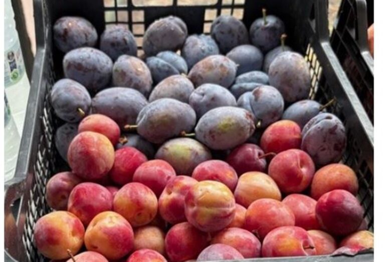 Προχωρά η γενετική βελτίωση φυτικών ειδών μέσω Ειδικού Προγράμματος Γεωργικής Έρευνας του ΕΛΓΟ-ΔΗΜΗΤΡΑ