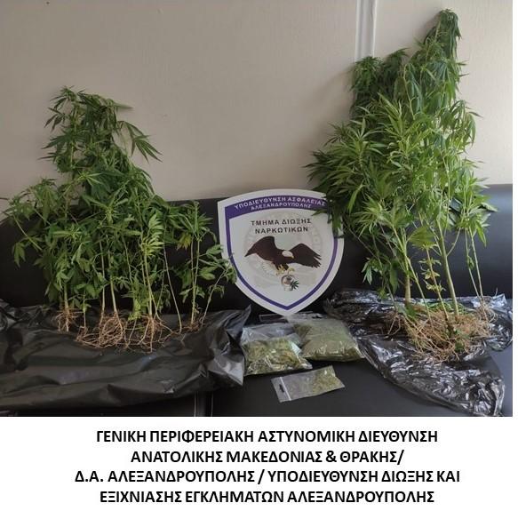 Αλεξανδρούπολη: Έρευνα για ναρκωτικά σε σπίτι με συνδρομή της «Sandy» – Εντοπίστηκαν 23 δενδρύλλια κάνναβης