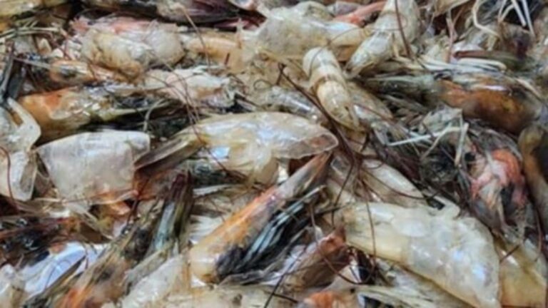Επιστήμονες μετέτρεψαν υπολείμματα θαλασσινών σε υλικό δέσμευσης άνθρακα