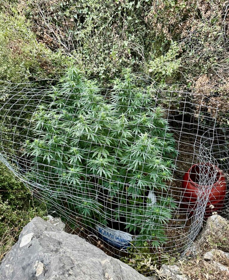 Ρέθυμνο: Εντοπισμός 8 φυτειών με 71 δενδρύλλια κάνναβης – Συνελήφθη ένα άτομο