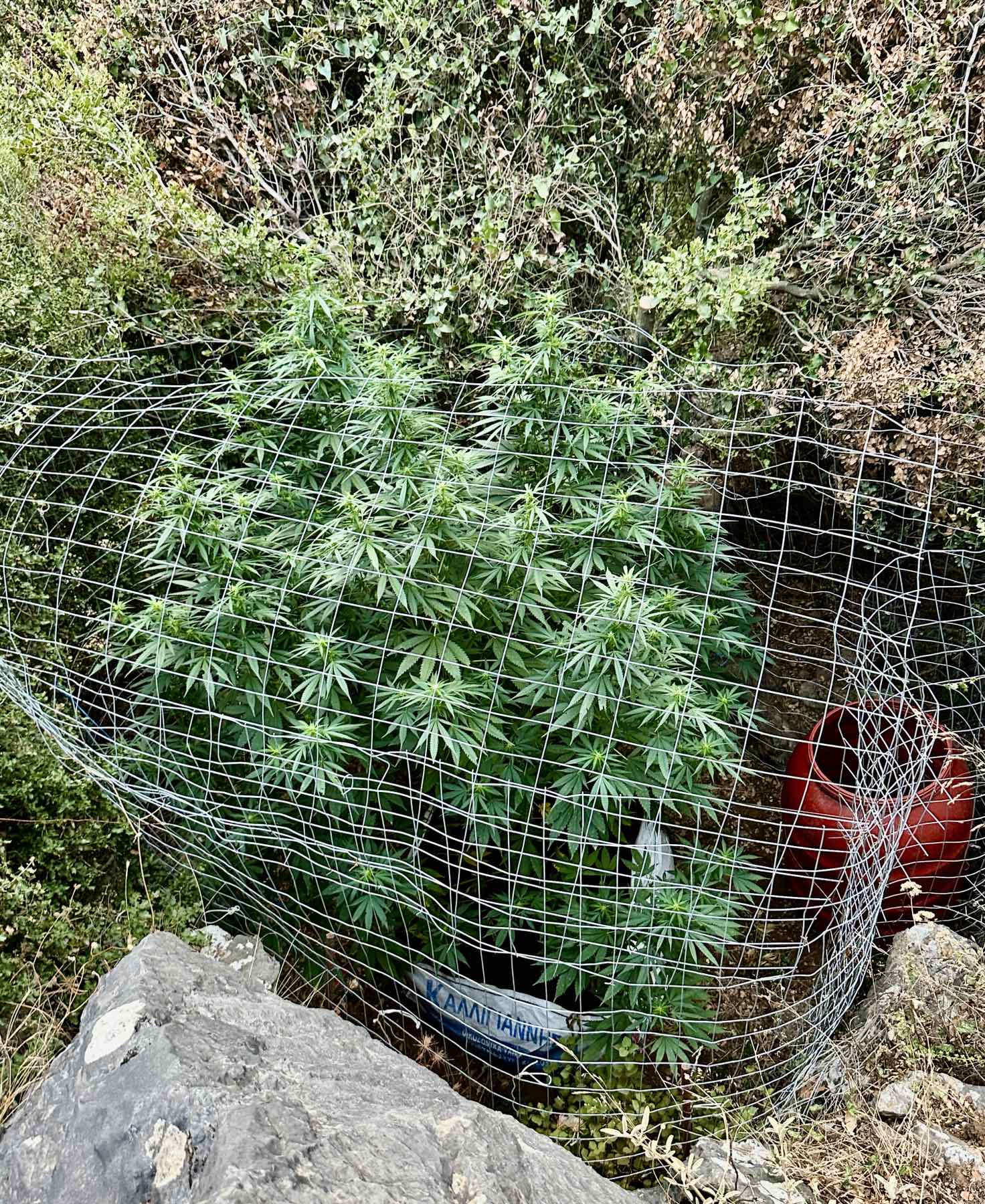 Ρέθυμνο: Εντοπισμός 8 φυτειών με 71 δενδρύλλια κάνναβης – Συνελήφθη ένα άτομο