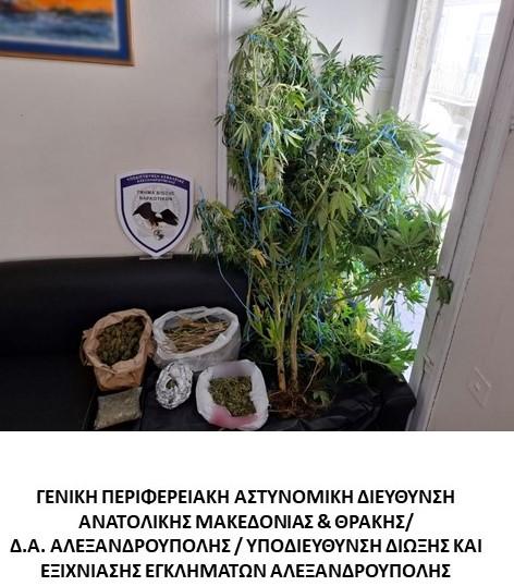 Δενδρύλια κάνναβης και αποξηραμένοι κλώνοι κάνναβης εντοπίστηκαν σε σπίτι στην Αλεξανδρούπολη